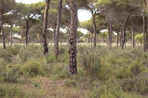 un pino bosque foto