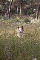The most beautiful dog in the world. Smiling charming adorable sable brown and white border collie , outdoor portrait with pine forest background. Considered the most intelligent dog. photo