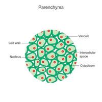 Parenchyma. Essential plant tissue for photosynthesis, storage, and structural support, found in leaves, stems, and roots. vector