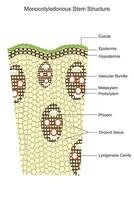 Monocot stem. Vascular bundles scattered, no secondary growth, and a single cotyledon, typical of plants like grasses and lilies.Botany concept. vector