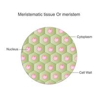 Meristematic tissue, or meristem, is plant tissue responsible for growth and differentiation, found at the tips of stems and roots. vector