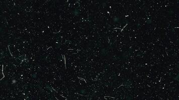 stof deeltjes vallend Aan zwart achtergrond, macro. stof deeltjes vlieg in de lucht over- zwart achtergrond met licht lek. abstract echt stof drijvend over- zwart achtergrond voor bedekking video