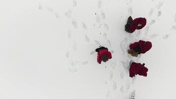 Group of trekkers on snow trail in the forest. Footage. A group of tourists and dog on a winter walk in the winter forest path video