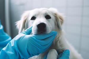 ai generado perro pata manos veterinario. generar ai foto