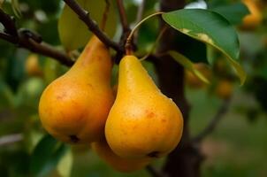 AI generated Yellow ripe pears on branch at summer garden. Generate Ai photo