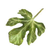 Green fresh leaf plucked from a fig tree. Plant, herbal natural botanical clipart for card, label, sticker, price tag, logo print Hand drawn watercolor illustration. png