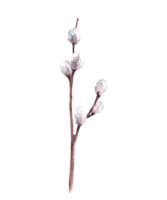 blommande gren med vide knopp - vattenfärg illustration för katolik, ortodox eller lutheran påsk dekor, handflatan söndag, vår hälsning kort och dekor. hand dragen ClipArt png