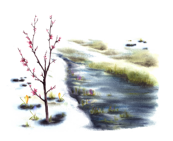 Watercolor landscape Primary plants flowers, blossoming spring trees of cherry, sakura or apricot, stream, the first grass breaking through the snow. Hand painted clipart background png