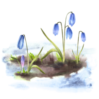 Watercolor painting primary flowers illustration Arrival of spring the awakening of nature Melting snow landscape blue squills, scilla, snowdrops Flowers sprouting through the snow background png