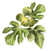 une branche de juteux, mûr vert figues avec feuilles et entier fruit nourriture, usine, botanique clipart pour carte, confiture étiqueter, autocollant, prix étiqueter, logo main tiré aquarelle illustration png