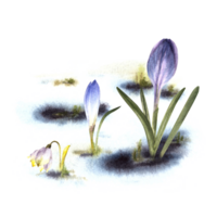 Primary flowers watercolor painted clipart illustration Arrival of spring Awakening of nature after winter Melting snow, yellow crocuses snowdrops sprouting through the snow  background png