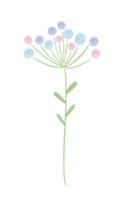 Cute wild carrot watercolor doodle illustration png