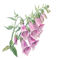 AI generated Beautiful bunch of foxglove watercolor illustration. png