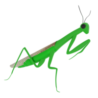 Mantis isolated on transparent png