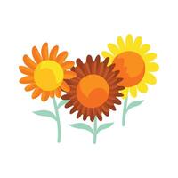 Vector blossoming sunflower isolated on a white background