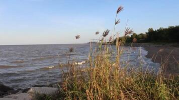 de gras beweegt in de wind Bij de rand van de zee en de strand achter, zee visie tussen de gras video