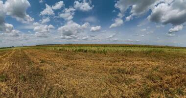 dry grass little planet loop transformation with curvature of space among fields in sunny day and beautiful clouds video