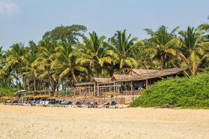 coconut trees palms against the blue sky of India photo