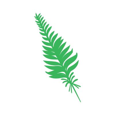 fresh fern leaves isolated on white background