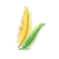 vector feathers realistic set on white background