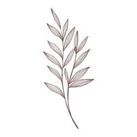 Vector line art elegant leaves in engraving style