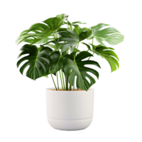 AI generated Close Perspective, Transparent Monstera Leaves in a Pot png