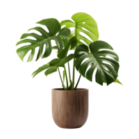 AI generated Potted Monstera, Clear Background Close Up png