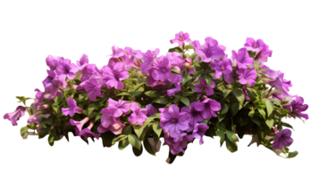 AI generated Flower Power, Pink Blooms on a Clear Background png