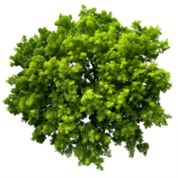 AI generated Overhead Perspective Transparent Trees and Greenery png