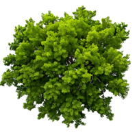 ai generato della natura baldacchino alberi paesaggio ritagliare con trasparenza png