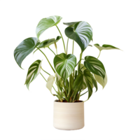 ai gegenereerd omhoog dichtbij en transparant, monstera bladeren in een pot png