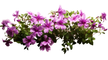 ai généré clair toile, coupé de rose fleurs buisson png