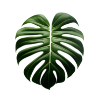 ai generato frondoso eleganza, Monstera ritagliare su chiaro tela png