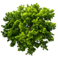 AI generated Clear Sky and Greenery Top View Landscape Cut Out png