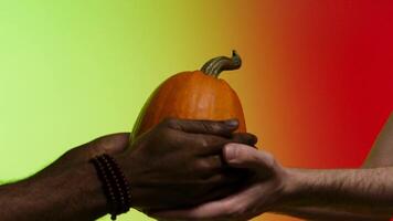 Afroamerican gives a ripe, bright, juicy pumpkin to white man, isolated hands on red and yellow background. Stock. Passing pumpkin from hands to hands, healthy organic food concept. video