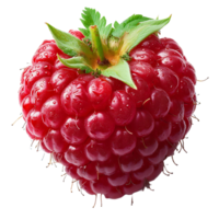 AI generated Raspberry in Focus, Cut Out on a Transparent Canvas png