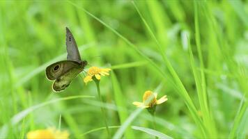 A Brown Butterfly Ypthima huebneri photo