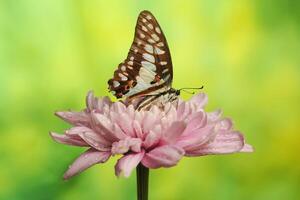 un vistoso mariposa grafio dosón foto