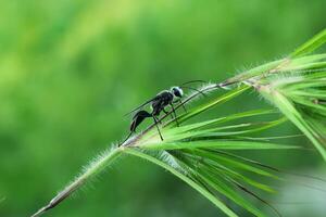 A Black grass carrying Isodontia wasp photo