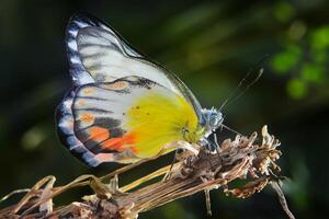 A Yellow Butterfly Delias Periboea is perched on a branch of the tree photo