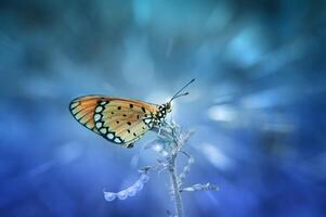 un naranja mariposa acraea terpsícore foto