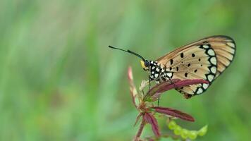 un naranja mariposa acraea terpsícore foto