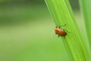 An Orange Aulacophora Beetle photo