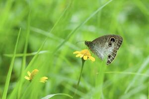 A Brown Butterfly Ypthima huebneri photo