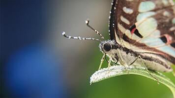 A Colorful Butterfly Graphium Doson photo