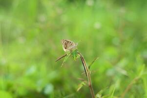 A Brown Butterfly Zizina otis photo