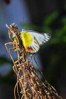 A Yellow Butterfly Delias Periboea is perched on a branch of the tree photo