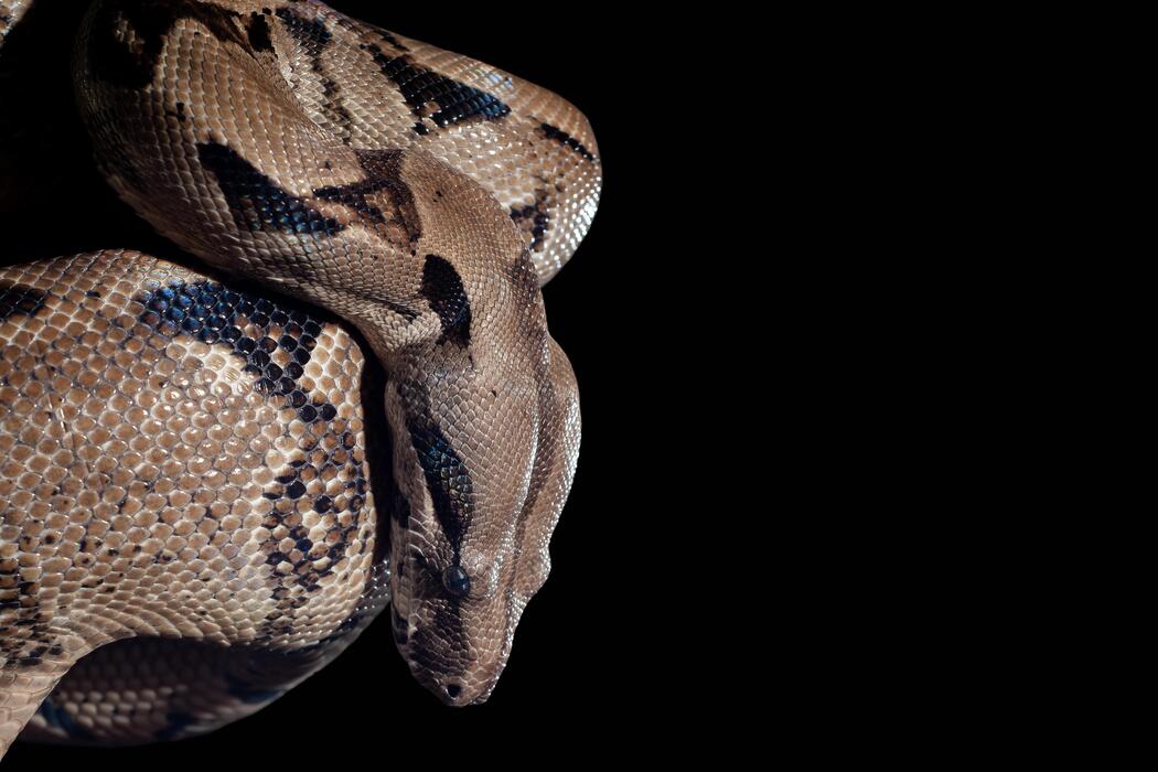 Python Pattern Stock Photos, Images and Backgrounds for Free Download
