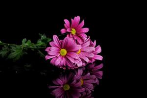 several stalks of purple chrysanthemums photo