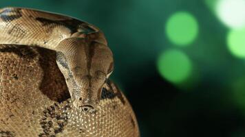 ular Sanca o malayopython reticulatus serpiente foto